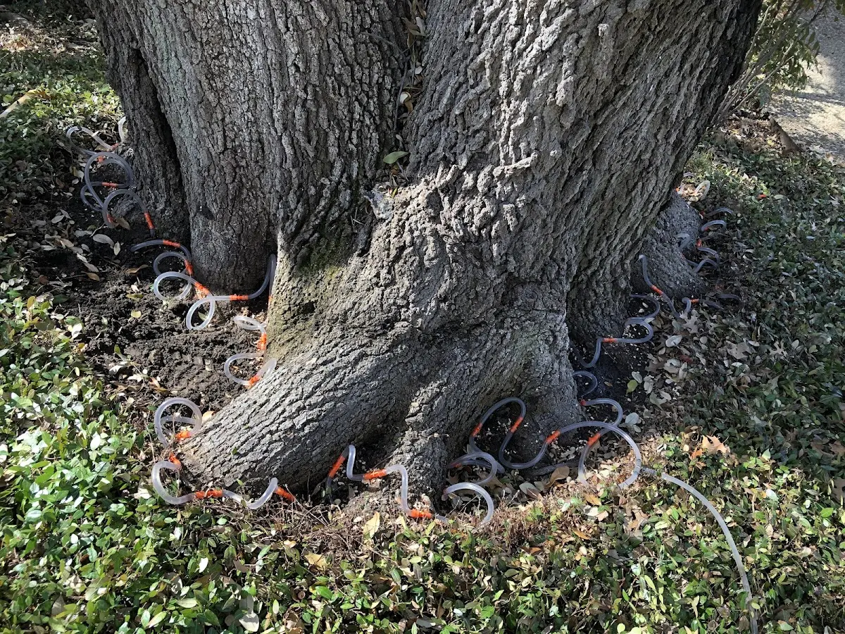 Detailed Tree Cabling and Bracing job site in Houston