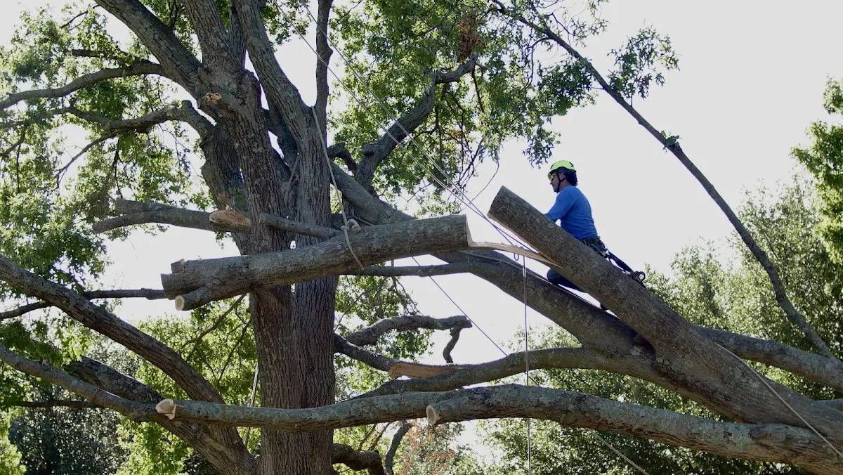 Professional Crown Thinning performed by certified arborists in Houston