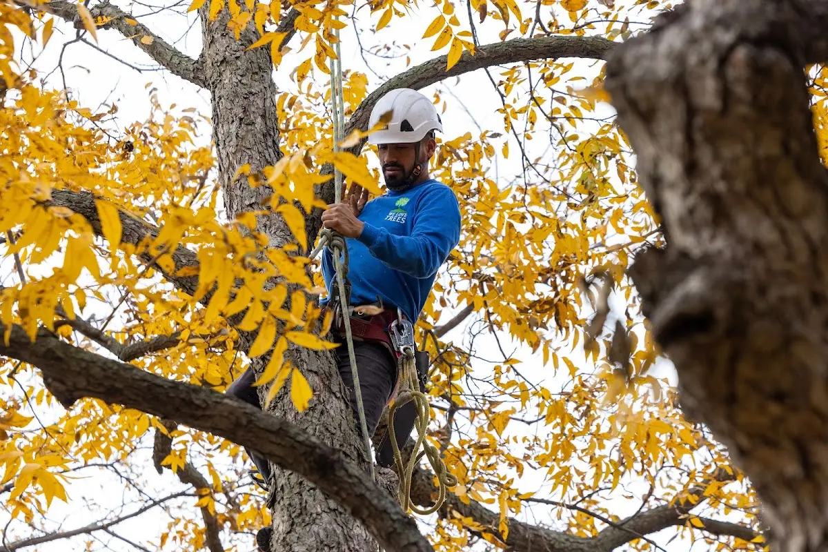 Skilled Tree Trimming crew working in Houston